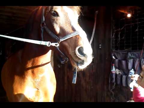 funny-crazy-amazing-horse-brushing-his-teeth!