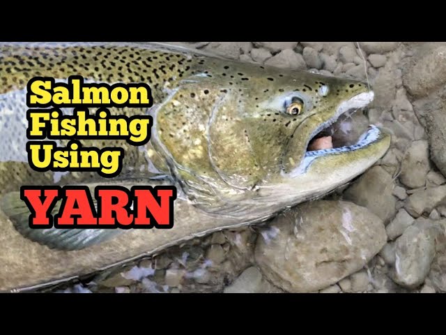 How to Catch Salmon Using YARN / Lake Ontario Tributary #fishing #fish  #trendingvideo #fypシ #fyp 