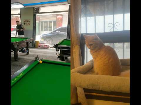 اوووه           قطط