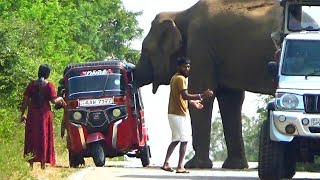 People who survived the attack of the fierce elephant