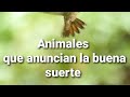 Animales que anuncian la buena suerte 🍀🍀🍀