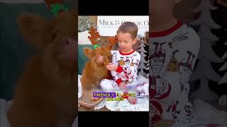 Man Saves Abandoned Baby Bison and Raises It as Family #BisonRescue #AnimalLove #KindStory