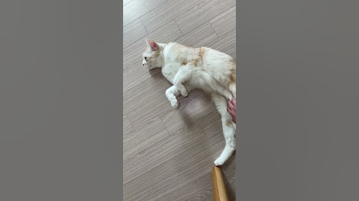 애교만렙 개냥이 ㅠㅠ
