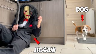 Funny Dogs vs JIGSAW Prank! Funny Dog Vs Jigsaw Prank Flor The Frenchie