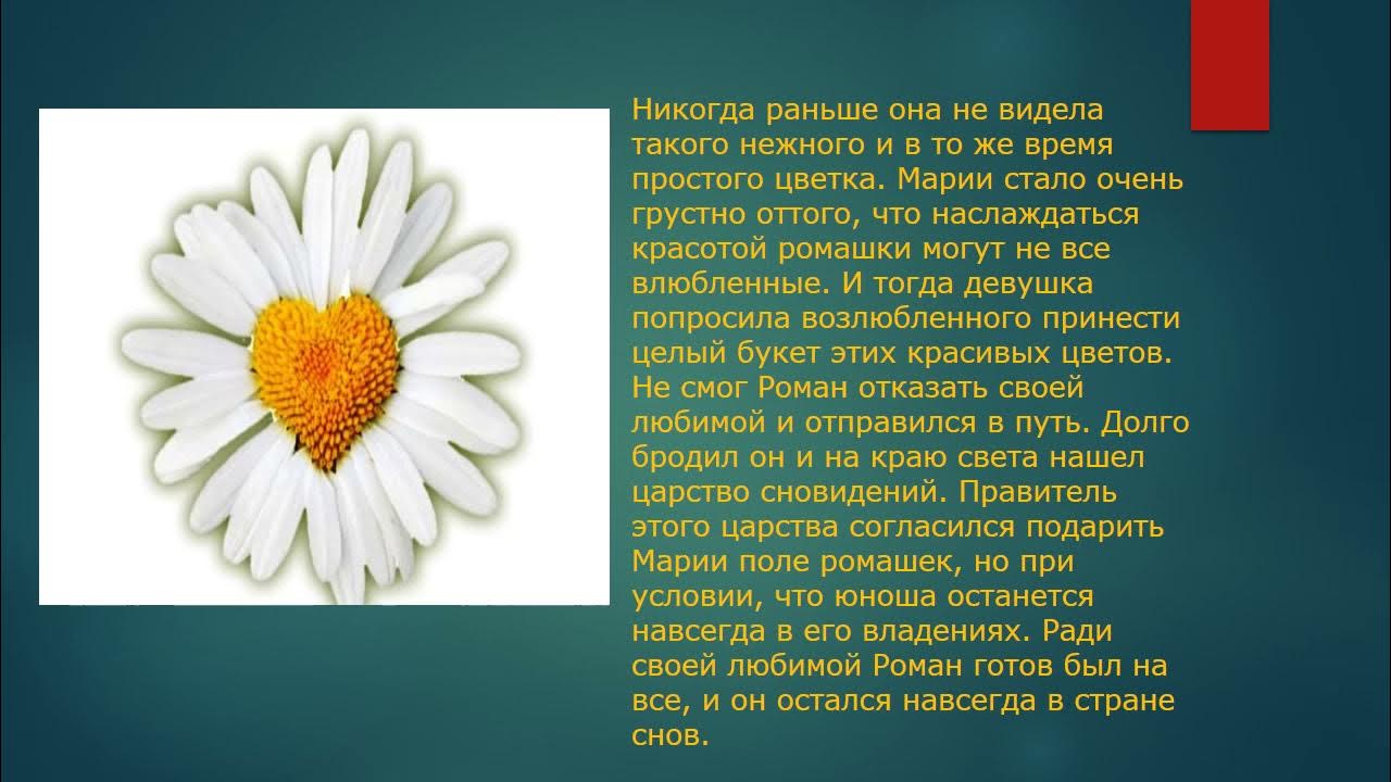 Символ верности в россии. Ромашка символ любви и верности. Какой цветок является символом семьи. Символ семьи и верности в России. Символ дня семьи любви и верности.