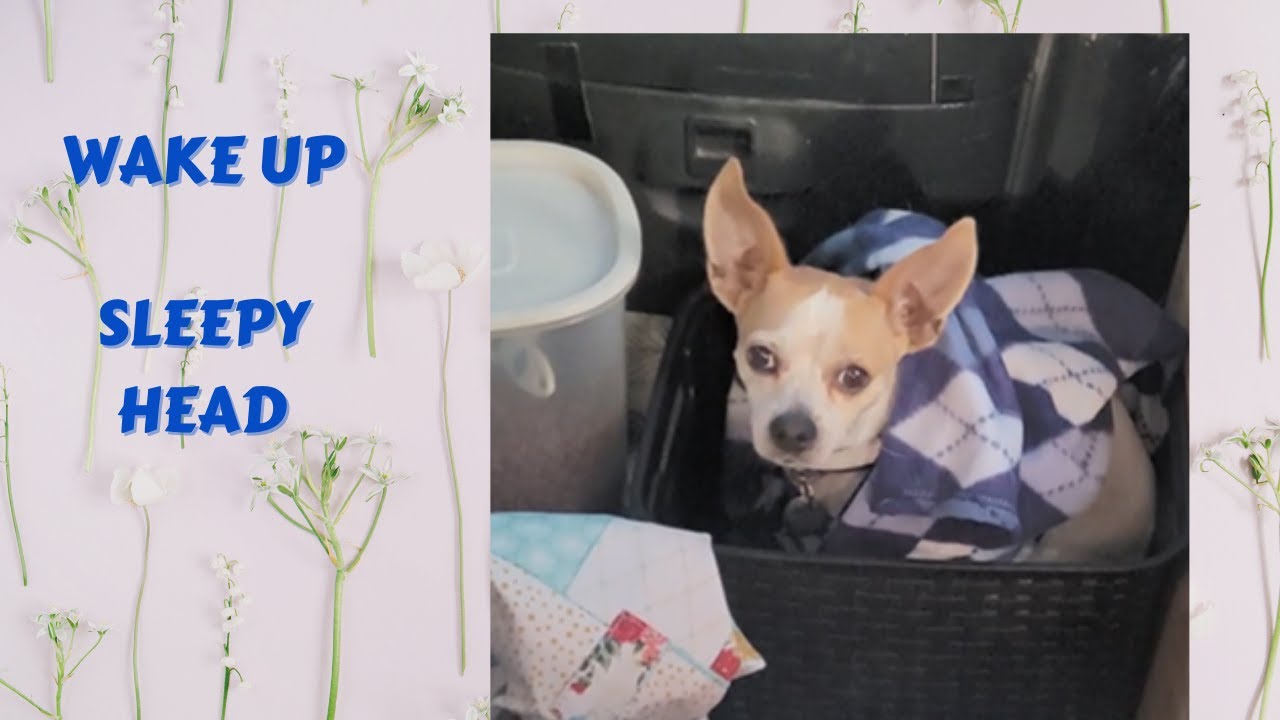Time to Wake up You funny Little Dog YouTube