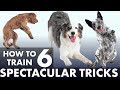 6 impressive dog tricks that are easier than you think