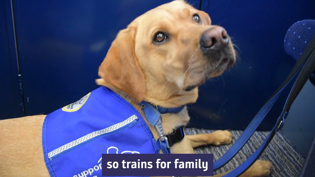 Support Dogs on track to success – thanks to help from Northern Trains!