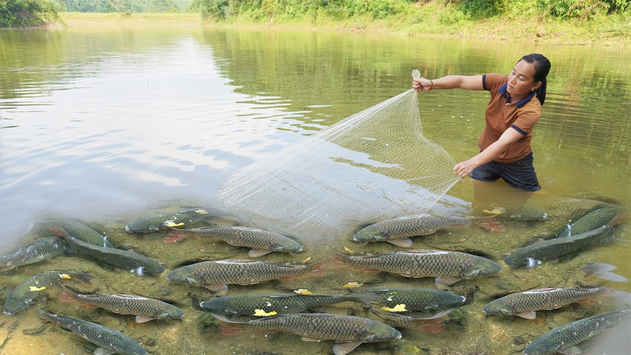 Traditional fishing - Harvesting Fish With nets go to the village to ...