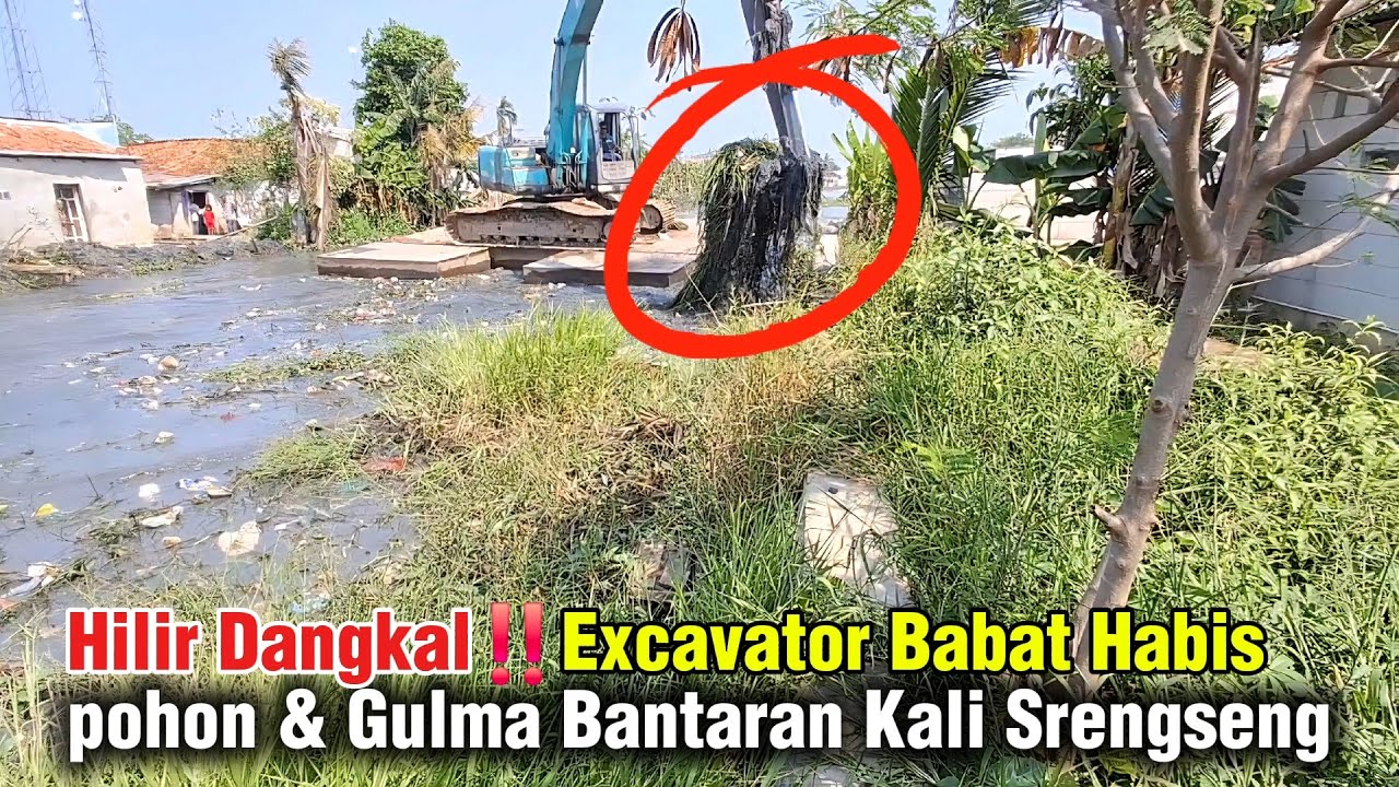 Hilir Dangkal‼️ Excavator Babat Habis pohon & Gulma Bantaran Kali Srengseng #dedimulyadi