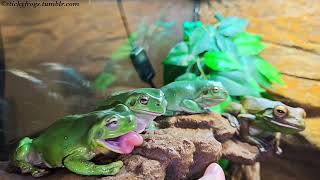 Angus & Betty have been enjoying Hand Taxi Crickets to help them get comfortable with the Hand Taxi!