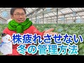 【株疲れさせない！！】冬のいちごの管理方法【冬ニモマケズ】