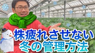 【株疲れさせない！！】冬のいちごの管理方法【冬ニモマケズ】