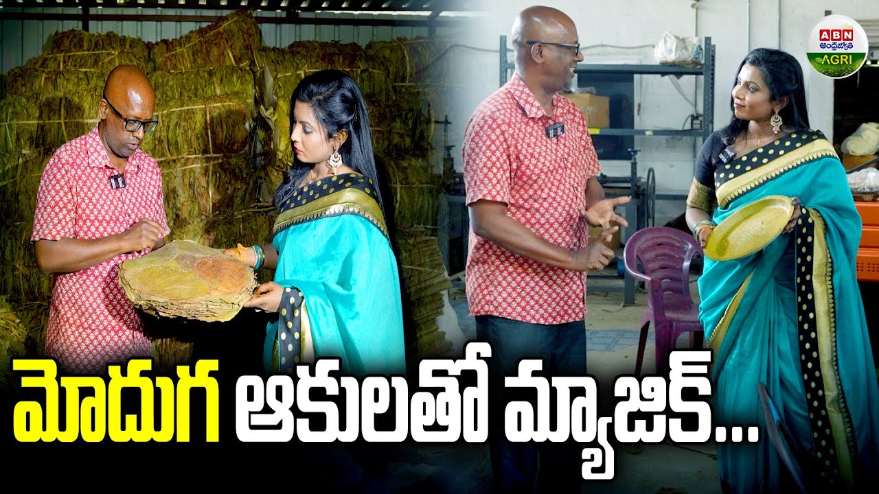 ఆర్గానిక్‌ కంచాలు - ఆరోగ్యానికి కవచాలు | Organic Plates - Shield for Health - ABN Agri