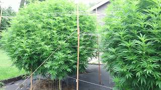 Outdoor legal organic grow update *DISASTER*