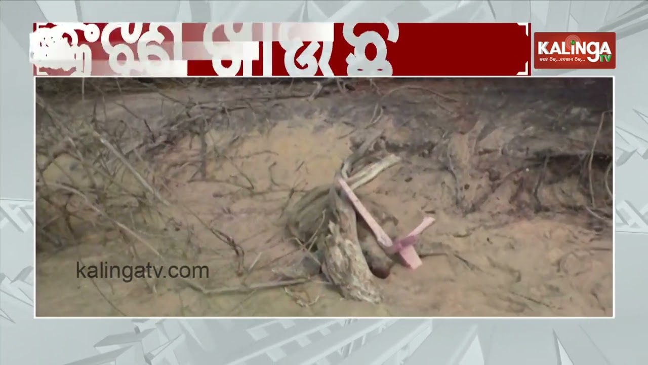 Questions Mount Over Protection of Olive Ridley turtle at Gahirmatha Beach | Kalinga TV 