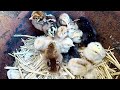 تربية الدجاج البلدي أحسن علف لكتاكيت اليوم الاول best feed for 1 day chicks 🐣