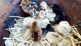 تربية الدجاج البلدي أحسن علف لكتاكيت اليوم الاول best feed for 1 day chicks 