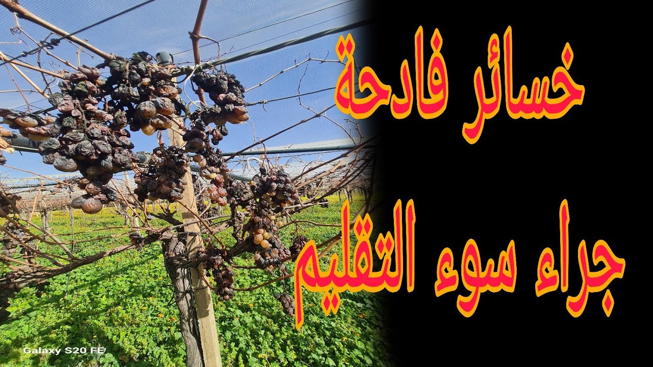 # إليكم بعض الأخطاء الكارتية في تقليم العنب.....la taille de vigne.....#