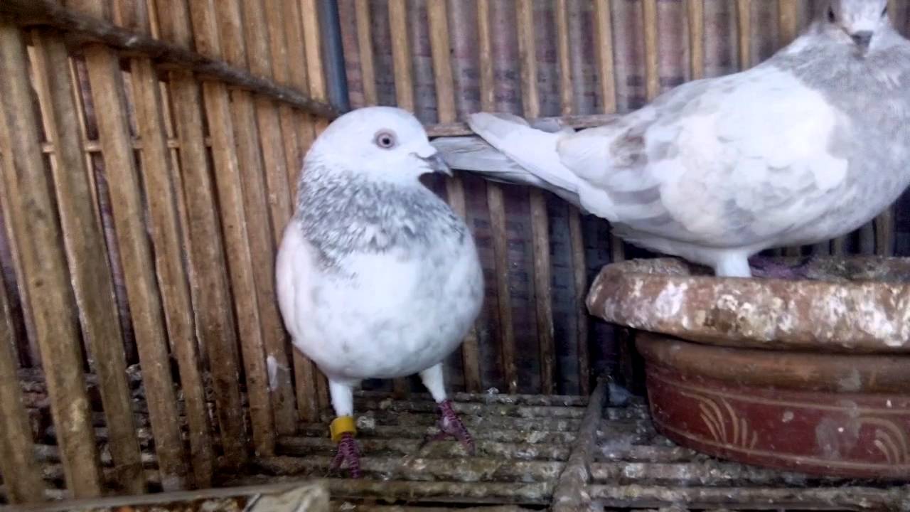 high flyer loft youtube pigeon flyers loft