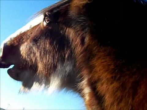 funny love trollolol horse!