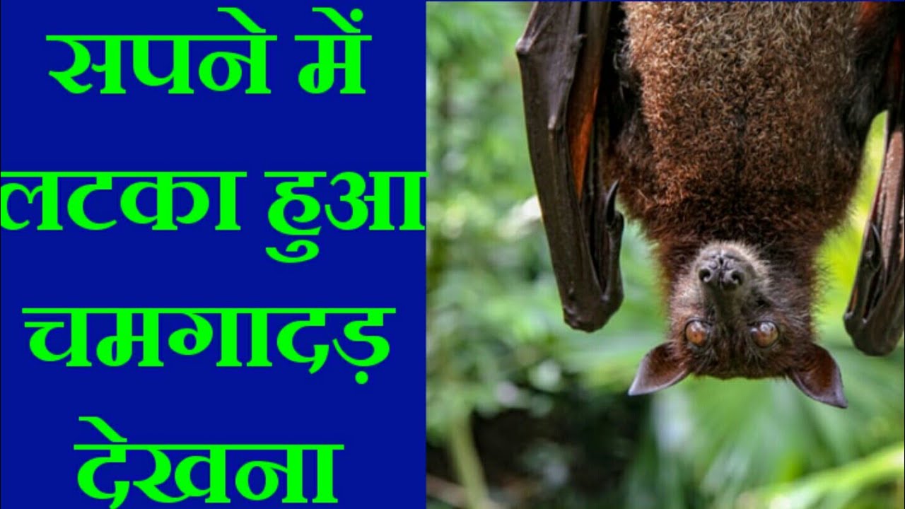 सपने में लटका हुआ चमगादड़ देखना,Bat dreams, Bat dreams interpretation