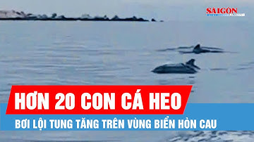 Hơn 20 con cá heo bơi lội tung tăng trên vùng biển Hòn Cau