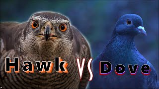 Hawk VS Dove | Goshawk attack