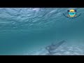 Shell Island Dolphins and some Underwater Dolphin footage at beginning and end of video.