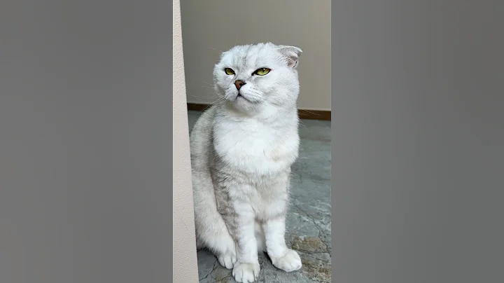 Sonya…🙄 #cat #cats #pets