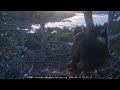 Big Bear eaglets prepare for first flight