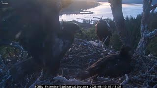 Big Bear eaglets prepare for first flight