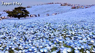 Hills dyed blue, purple of Wisteria flowers are blooming on May | #explorejapan #japan  #4k