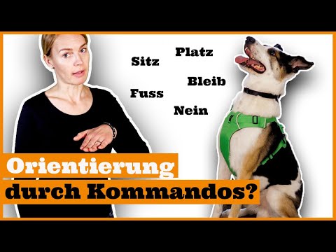 Video: Tipps und Tricks, um mit einem gut erzogenen Hund durch die Ferien zu kommen