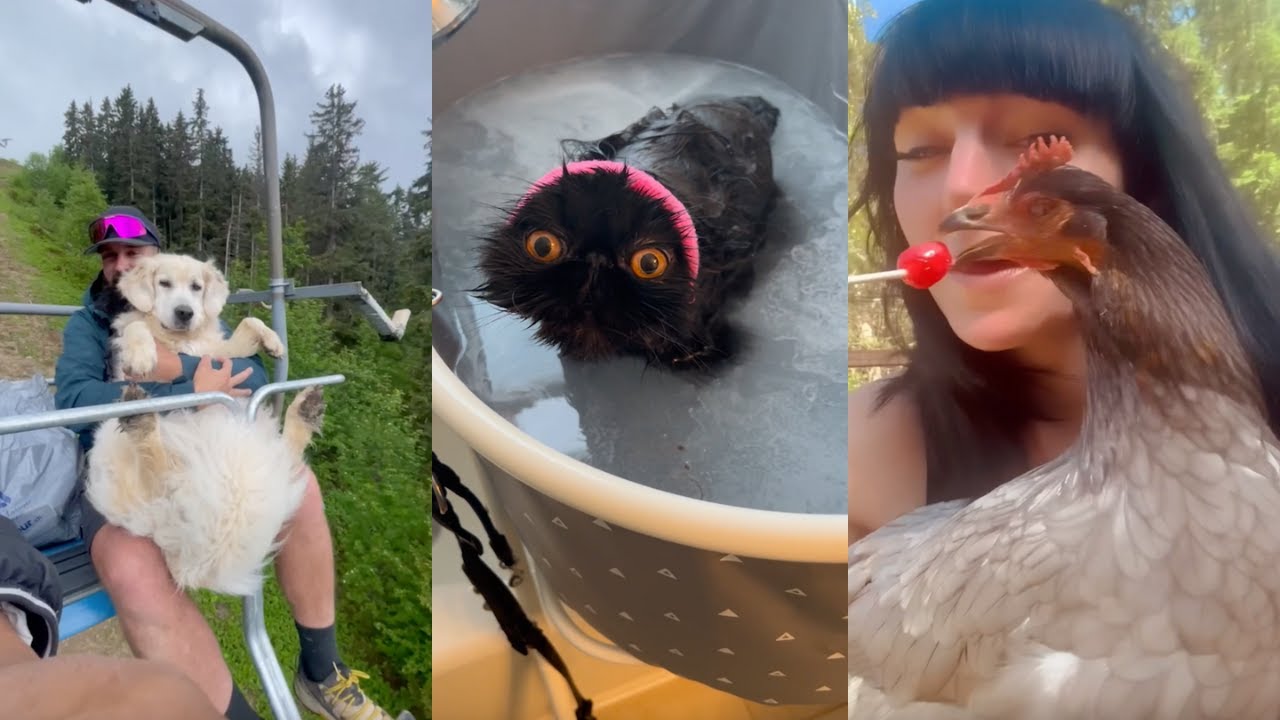 Pets That Make Your Day Better 100% Of The Time - YouTube