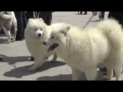 Video: Pasmina Samojedskih Pasa Najviše Laje, Prema Podacima Tvrtke Dog Camera