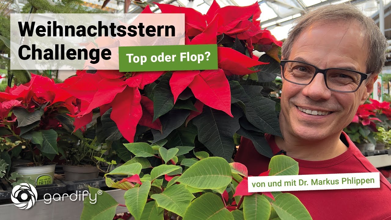 melisse zimmerpflanze Bio Zitronenmelisse (Melissa officinalis)