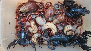 Amazing Discover Venom Scorpions, Beetles Larvae, Snails, Red Millipedes, And Bugs | Sann Pisetha