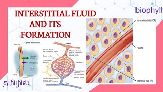 Interstitial fluids and it's formation in tamil | IF - Components, function, Formation|