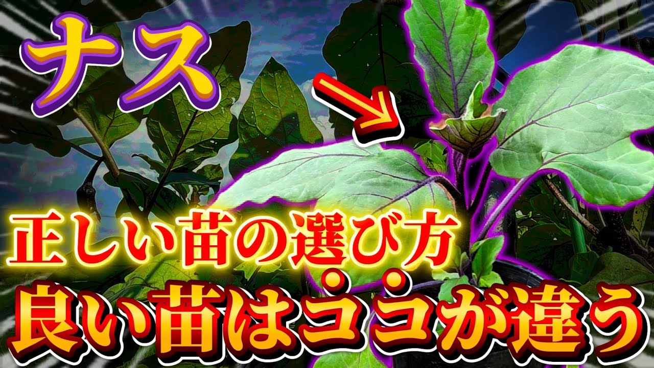 スズメナス苗20苗 Eggplant] How to choose the right seedlings! Good seedlings are