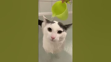 How we wash a cat part 2❤️