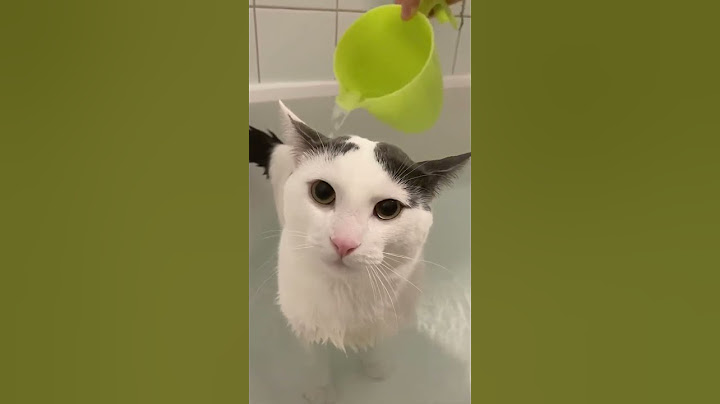 How we wash a cat part 2❤️