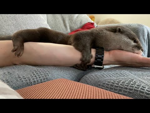 ??????? ????????????????????? Otter hugging too much