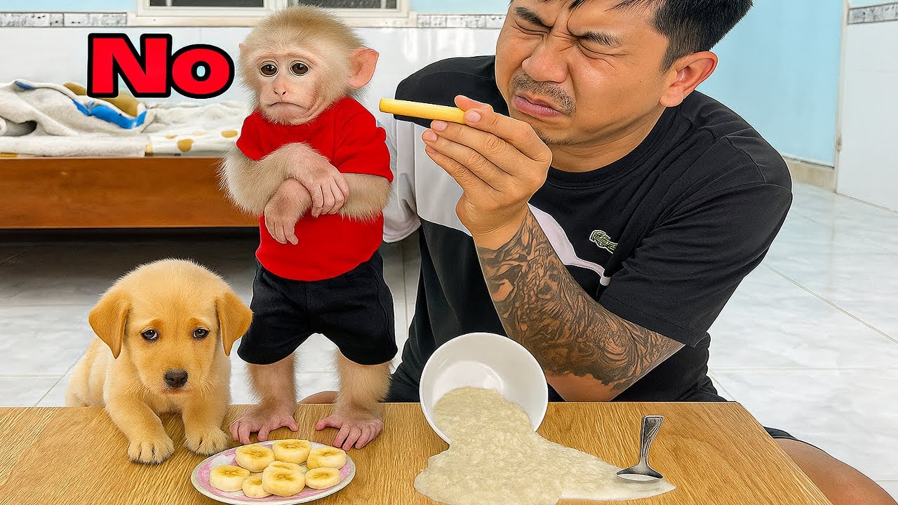 Monkey molly and puppy stop eating when dad scolds her