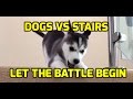 Dogs vs Stairs - Let The Battle Begin