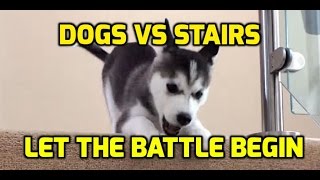Dogs vs Stairs - Let The Battle Begin by TheDailyLaugh 6,571 views 7 years ago 5 minutes, 30 seconds