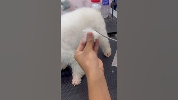 Mài kéo Grooming | kéo tỉa cong vị cấn răng