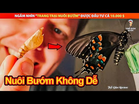 Video: Cách Nuôi Bướm - Dạy Trẻ Về Sâu Và Bướm