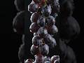 Grapes 1