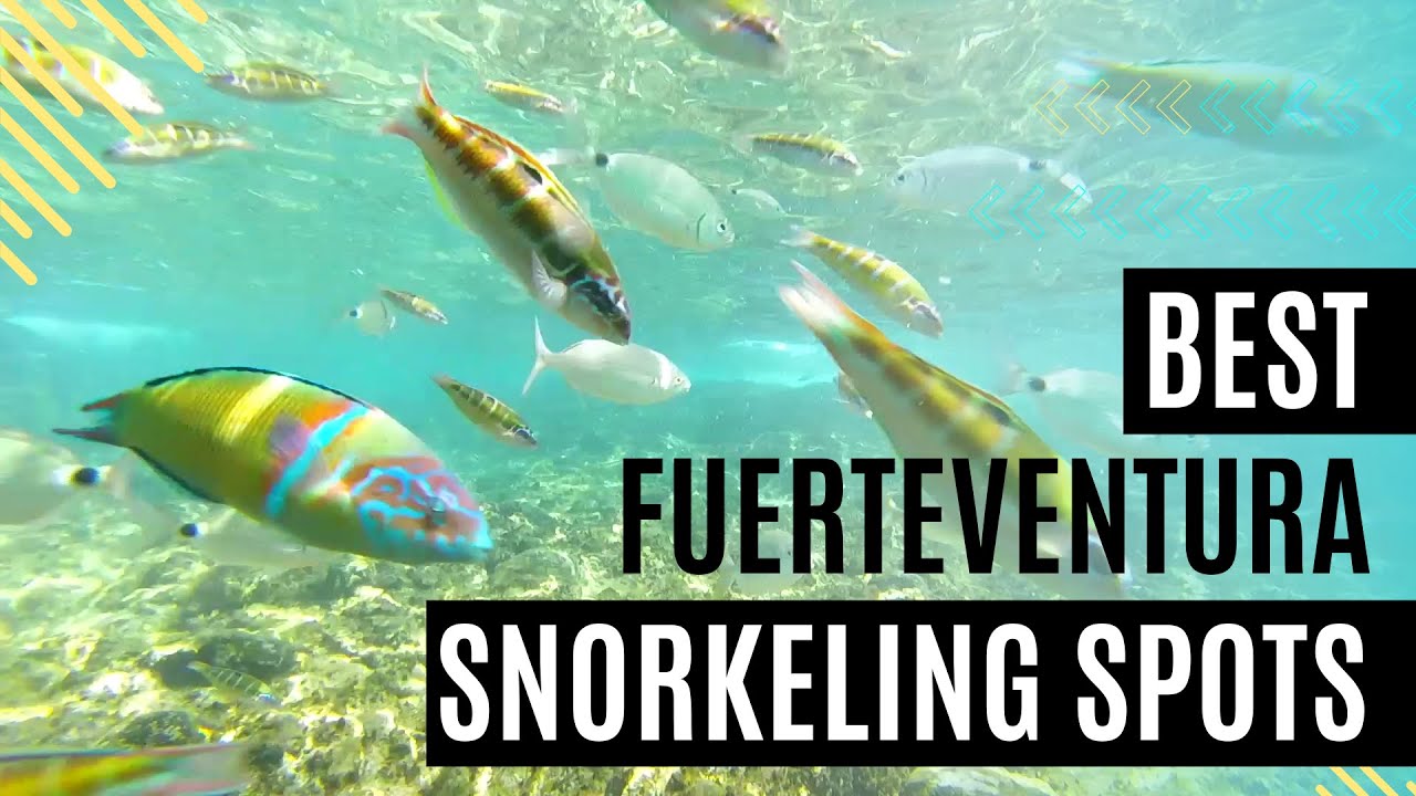 ☀️🌴 Snorkeling on Fuerteventura | Corralejo - Los Lobos🤿 - YouTube